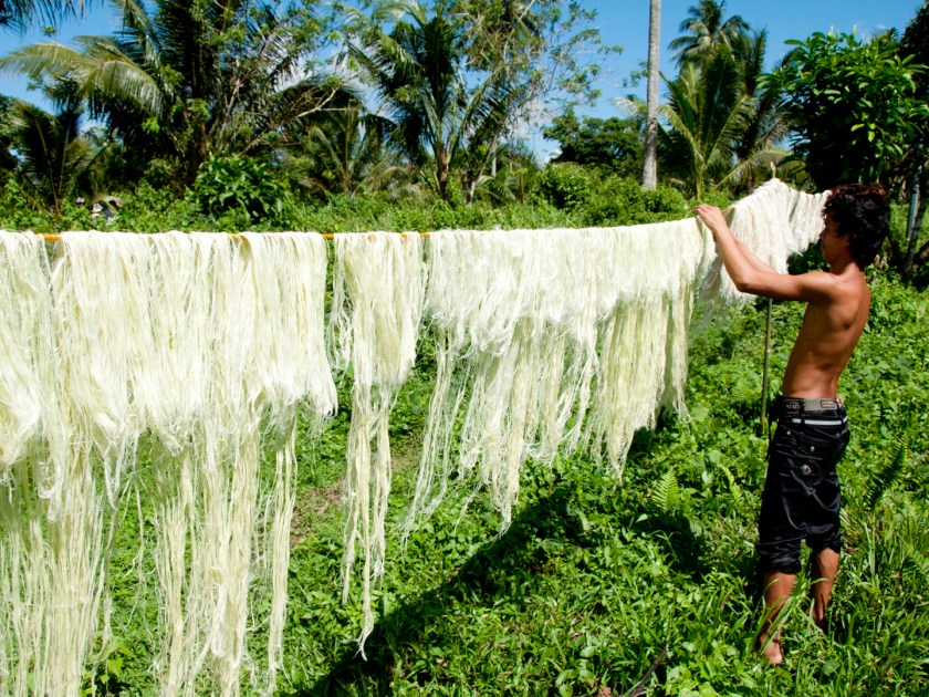 farmers-hang-the-fibres-to-dry