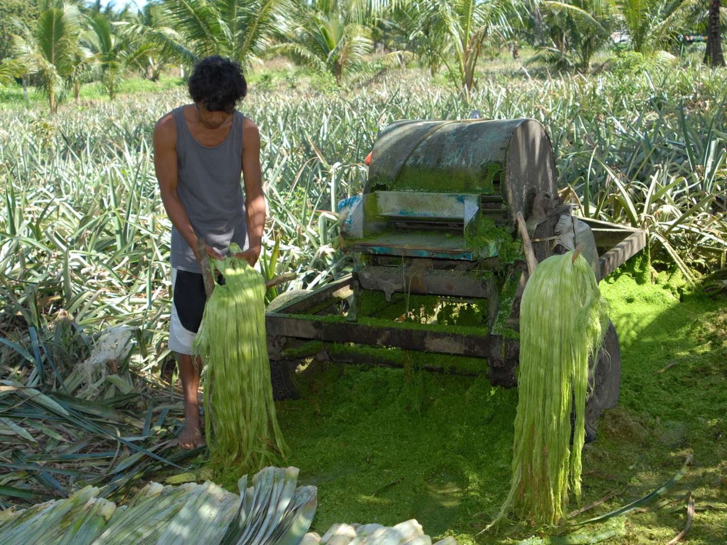 fibres-are-extracted-from-the-leaves