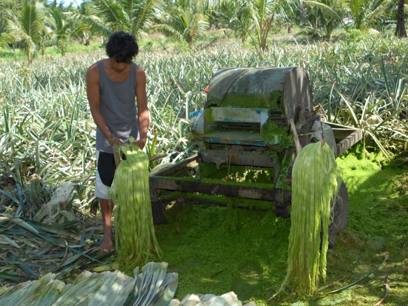 fibres-are-extracted-from-the-leaves
