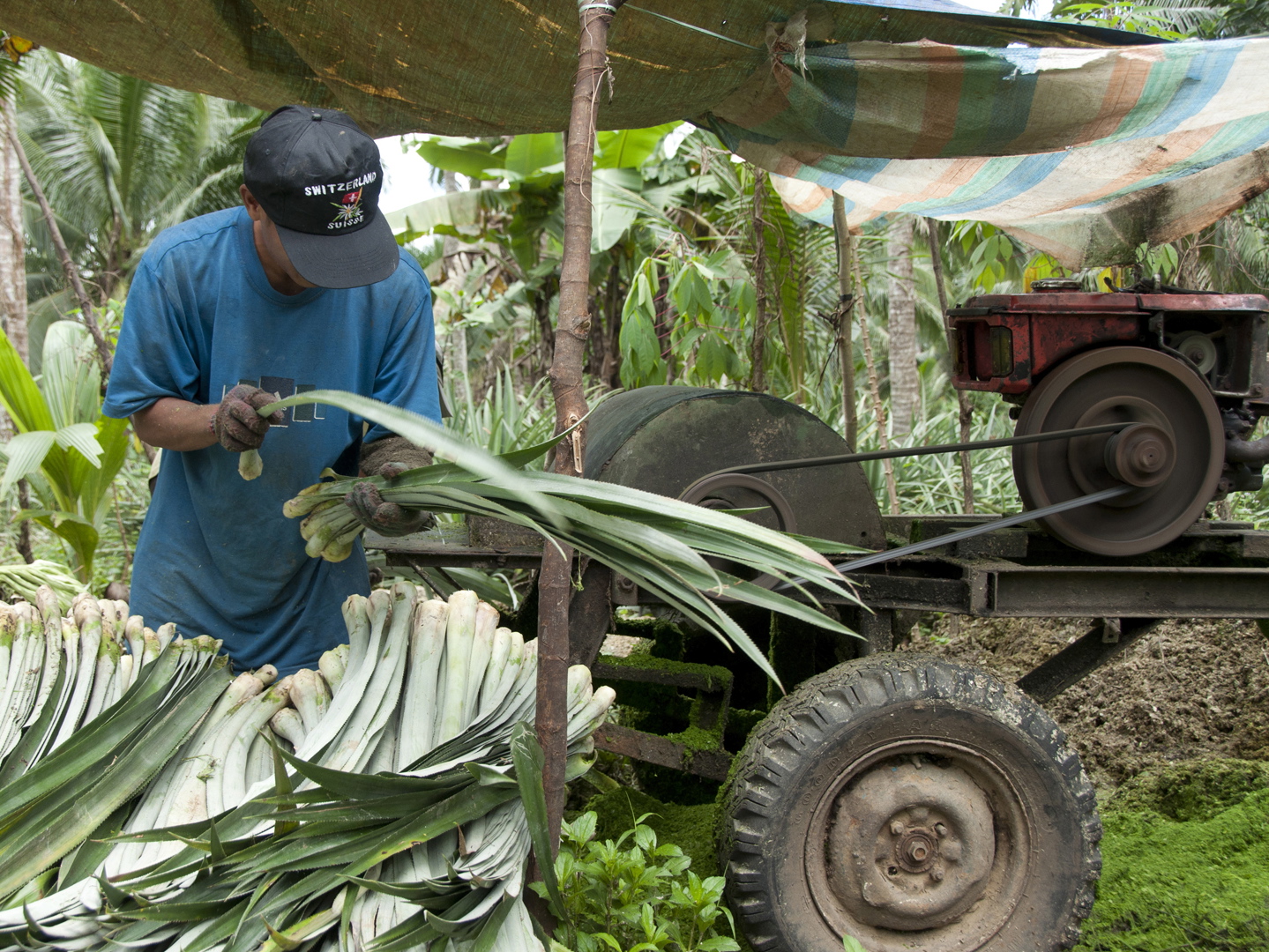 pinatex-is-made-using-pineapple-leaves