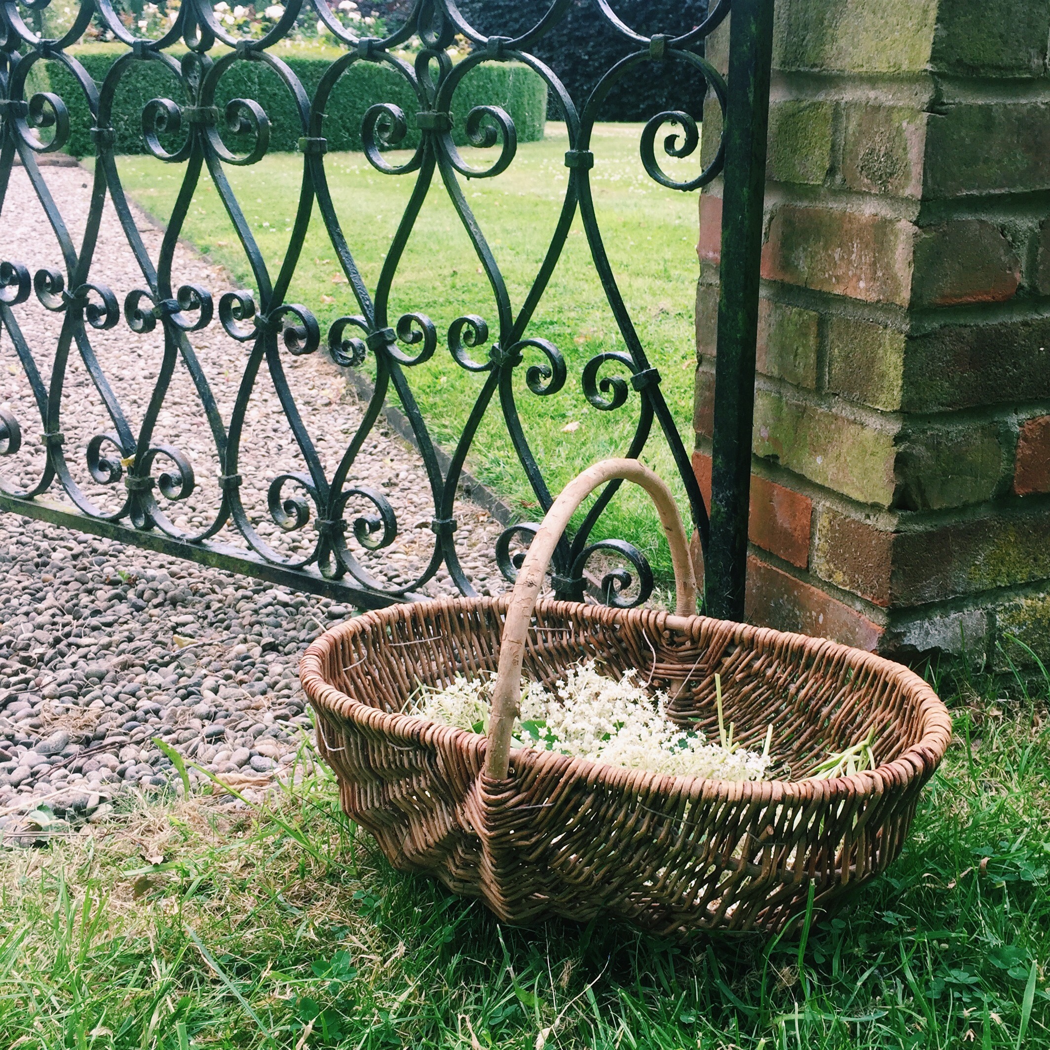Deliciously Simple Elderflower Champagne Recipe