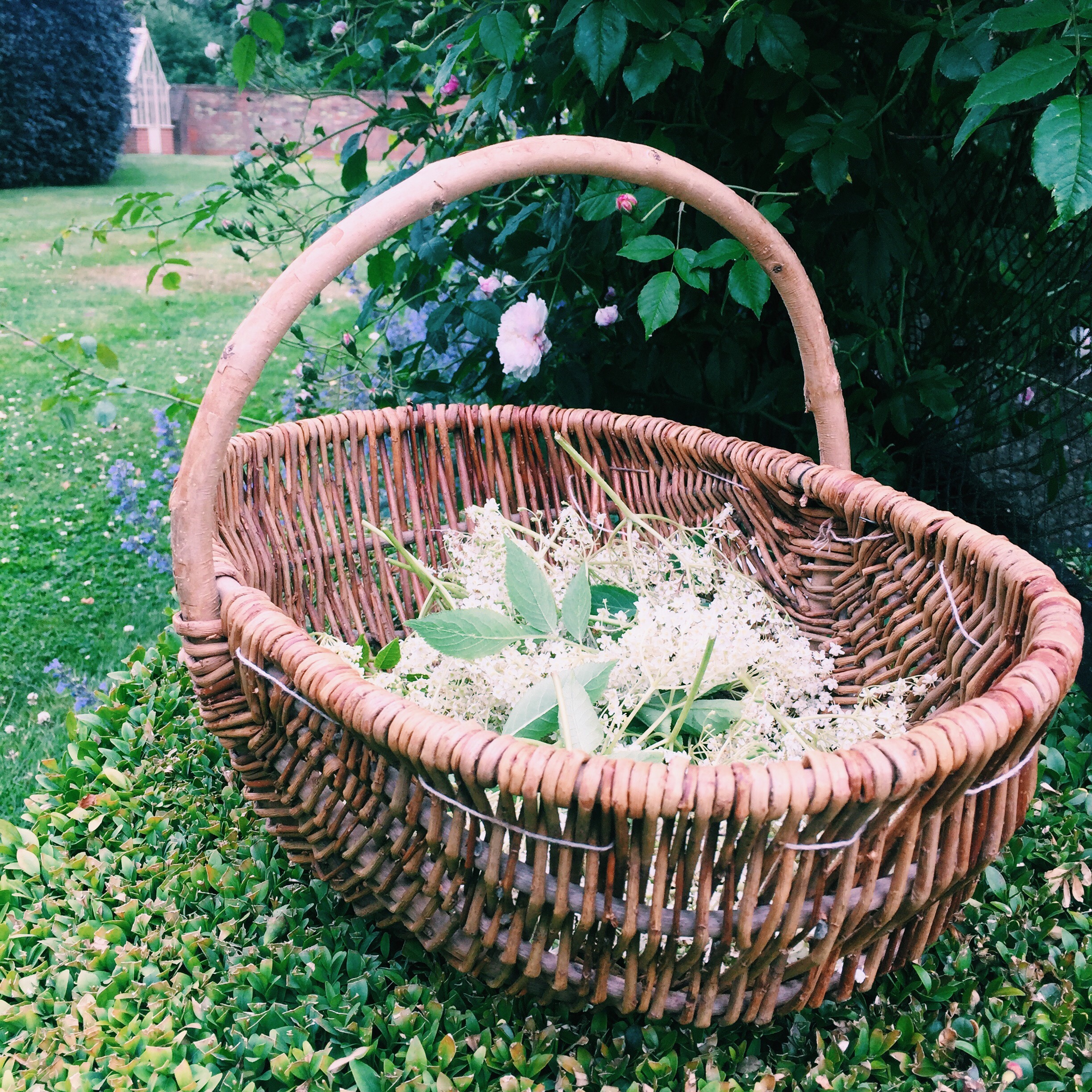 Deliciously Simple Elderflower Champagne Recipe